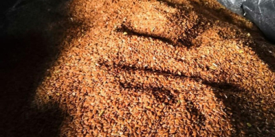 Ofrecemos semillas de lino de África para la entrega.