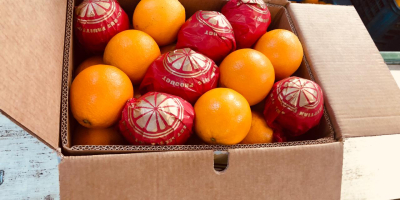 Venderé naranjas (Egipto) Egipto: United Horus para el fabricante