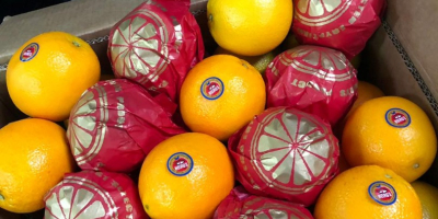 Venderé naranjas (Egipto) Egipto: United Horus para el fabricante