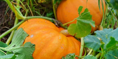 Venderé una calabaza de Halloween, contáctame si estás interesado