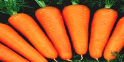 zanahoria fresca de Uzbekistán Si desea contactar con el