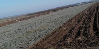 Las plántulas de lavanda del paraíso y la seitópolis