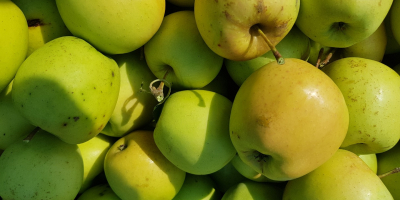 Calidad de las manzanas: dorado, idared, maribel.