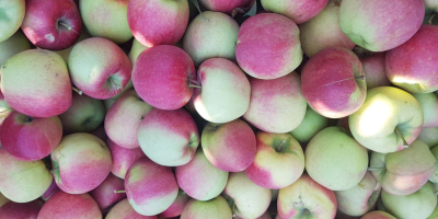 Calidad de las manzanas: dorado, idared, maribel.