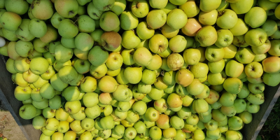 Calidad de las manzanas: dorado, idared, maribel.