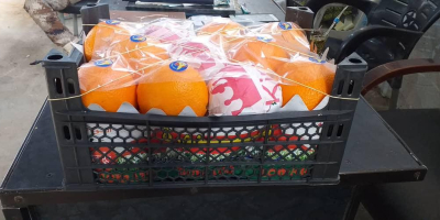 vender cantidades al por mayor de naranjas de Siria.