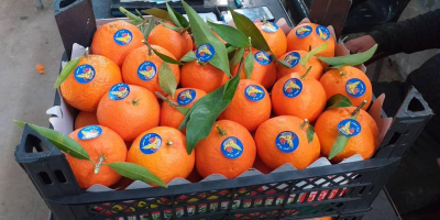 Compre naranjas frescas de Siria a un precio bajo