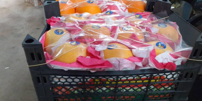 Compre naranjas frescas de Siria a un precio bajo