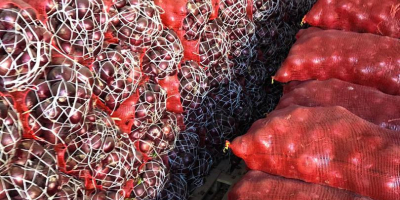 Vendedor de cebollas frescas de Siria a un precio