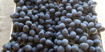 Poamă Moldavia, producto de huerta natural. Sin uvas rotas,