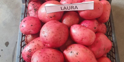 papas amarillas y rojas de Lituania vendemos papas de