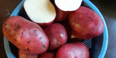 vendemos papas de Lituania Papas amarillas y rojas Tamaño