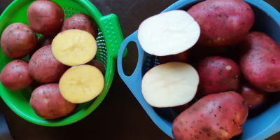 vendemos papas de Lituania Papas amarillas y rojas Tamaño