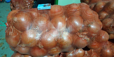 Saludable, piel seca, gruesa, cebollas doradas para la venta.