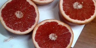 Pomelos de Río Fruto rojo Características: Origen: Turquía Tamaño: