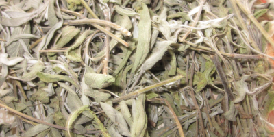 Oferta: té (salvia), Salvia officinalis, Brotes de cosecha 2020