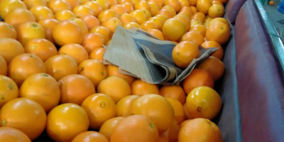 La mejor naranja de Eygpt para jugo y la