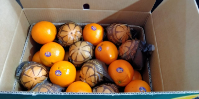 La mejor naranja de Eygpt para jugo y la