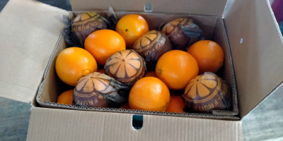 La mejor naranja de Eygpt para jugo y la