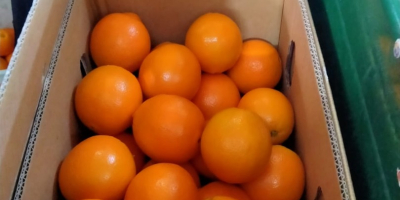 La mejor naranja de Eygpt para jugo y la