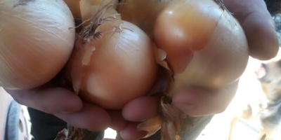 Venderé cebollas sin pelusa, en cantidades tirowych, en bolsas