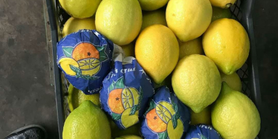 Variedad de limones Lamas origen Turquía, clase 1, calibre