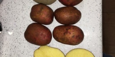 Venderé Rosagold rojo - Patatas Agrico con pruebas FITO.