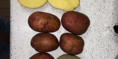 Venderé Rosagold rojo - Patatas Agrico con pruebas FITO.