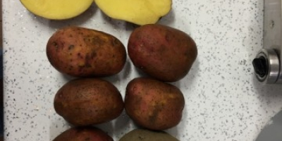 Venderé Rosagold rojo - Patatas Agrico con pruebas FITO.