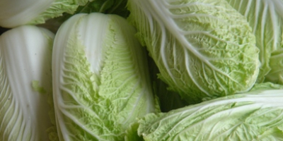 Venderé hermosas coles de Pekín, cabezas verdes grandes y
