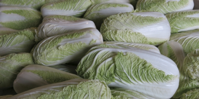 Venderé hermosas coles de Pekín, cabezas verdes grandes y