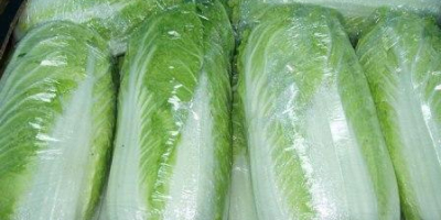 Venderé hermosas coles de Pekín, cabezas verdes grandes y