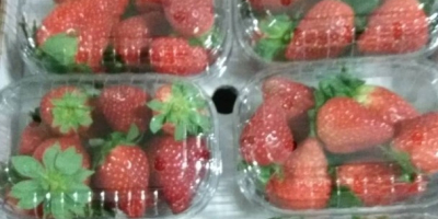 Venderé fresas, importación de España, máx. 4 paletas, 10x500