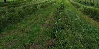 Invito a los compradores a cooperar para vender frutas