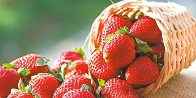 En la temporada de 2018, compraremos fresas sin tallo