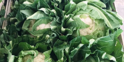 Coliflor, importación de Francia, bonita, fresca, 6 piezas /