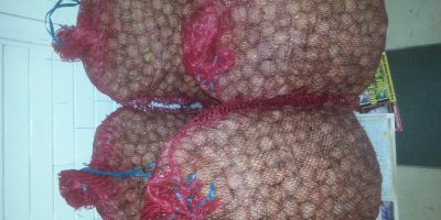 Nueces de 70 kg de la cosecha 2019 Seco,