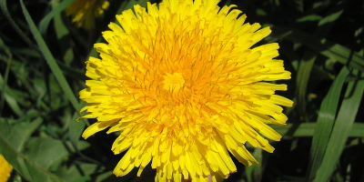 Venderé flores de diente de león, frescas o secas