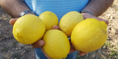 Limón, variedad Eureka Origin Marruecos Calibres: 3/4/5/6 Embalaje: caja