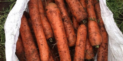 Venderé zanahorias para exportación, cosecha 2019. Trabajamos de forma