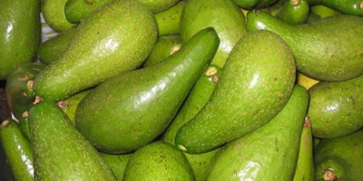 Grandes aguacates ... gran sabor ... excelente color y