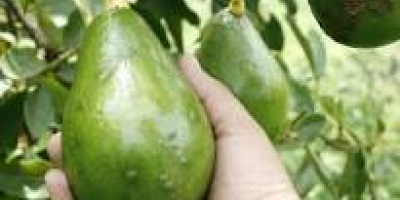 Grandes aguacates ... gran sabor ... excelente color y