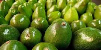 Grandes aguacates ... gran sabor ... excelente color y