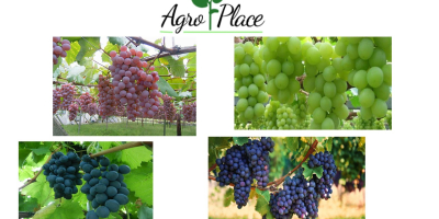 Ofrecemos: uvas verdes, uvas moldavia, uvas rojas y uvas