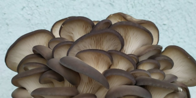 Productor de champiñones frescos Setas de ostras Cultivado ordinario