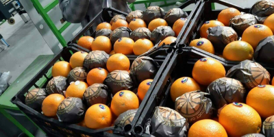 La empresa de exportación Elbadr vende naranjas de la