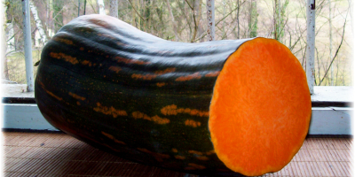 Calabaza Langer de Nápoles