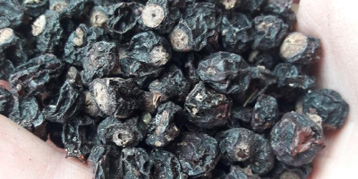 Tengo a la venta unos 1000 kg de grosella