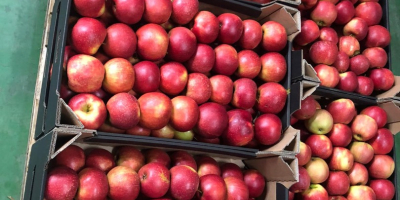 Compramos manzanas para jugos. La variedad no importa. Cantidades