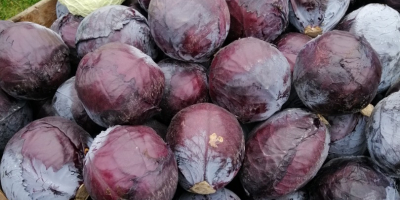 Repollo rojo en la cabeza, en escabeche o rallado